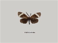 藏品(茶帶螢斑蛾)的圖片